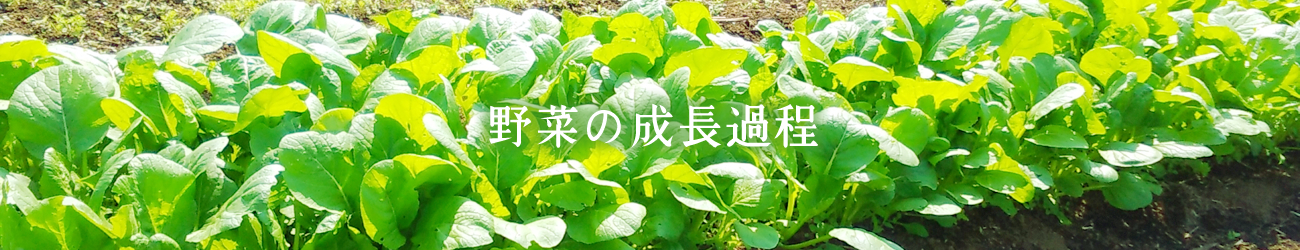 野菜の成長過程