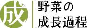 野菜の成長過程